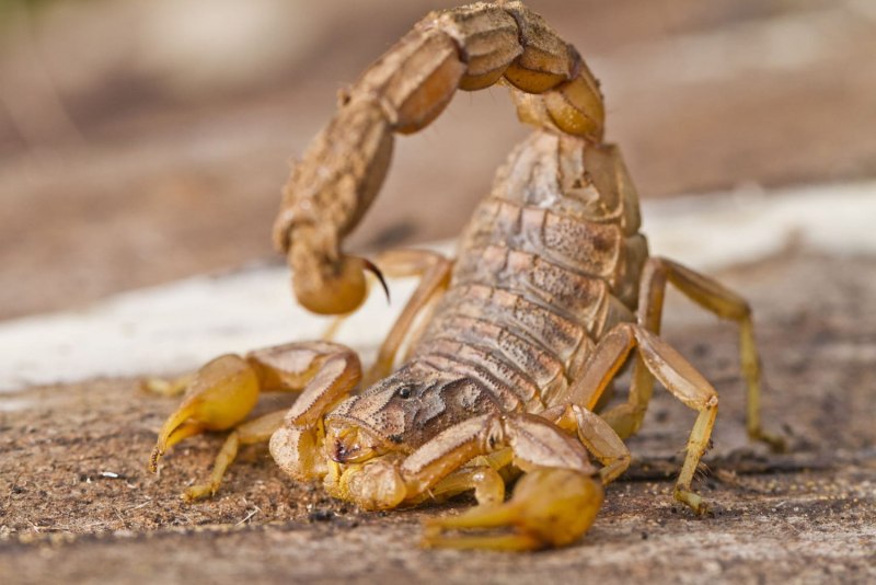 Скорпион Androctonus Australis
