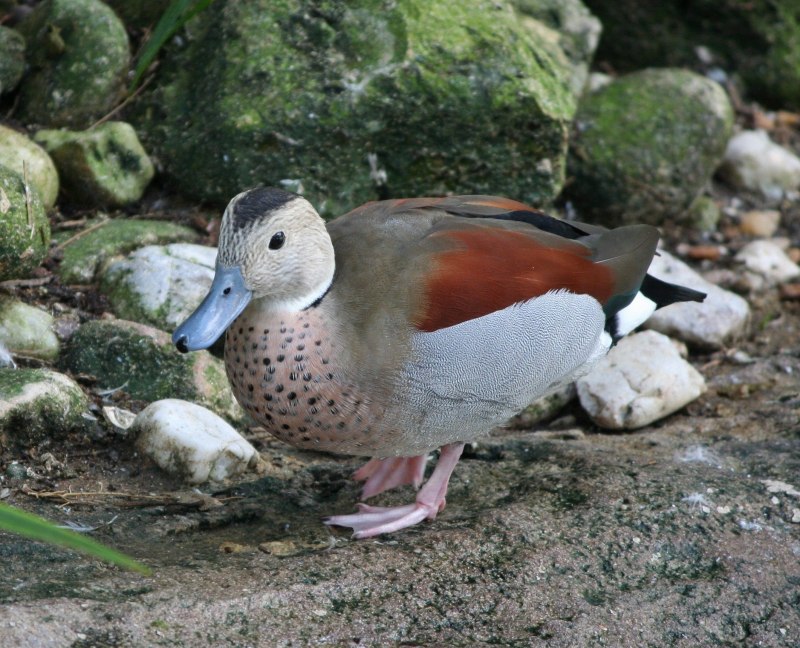 Aythya valisineria