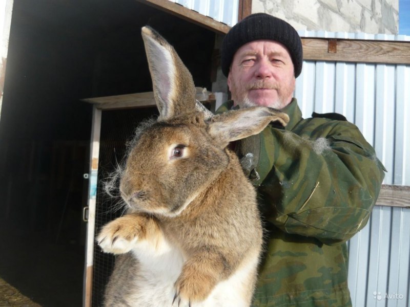 Бельгийский Фландр кролик