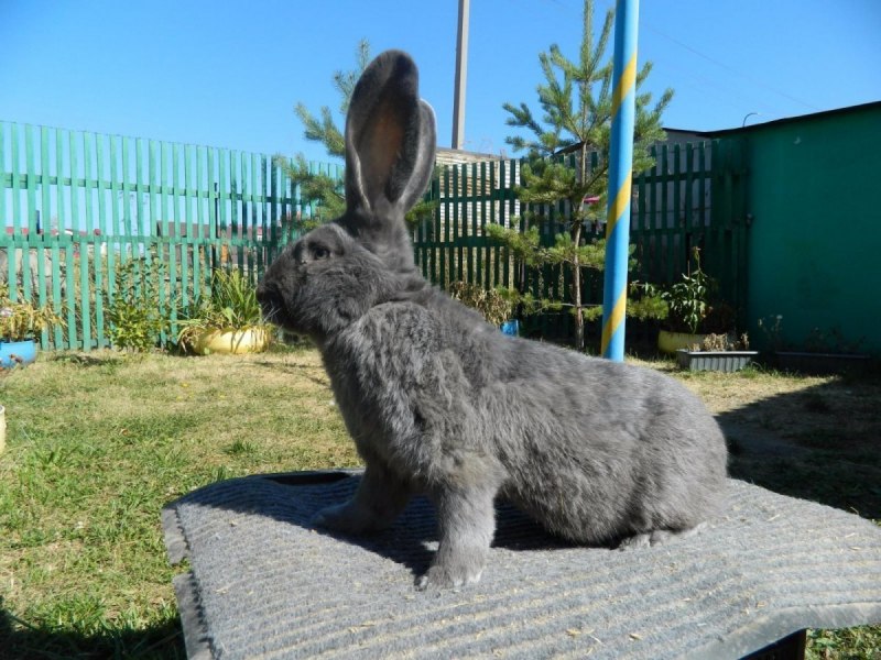 Бельгийский великан кролик вес