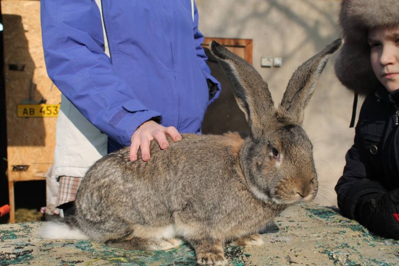 Кролик Фландр коричневый красный