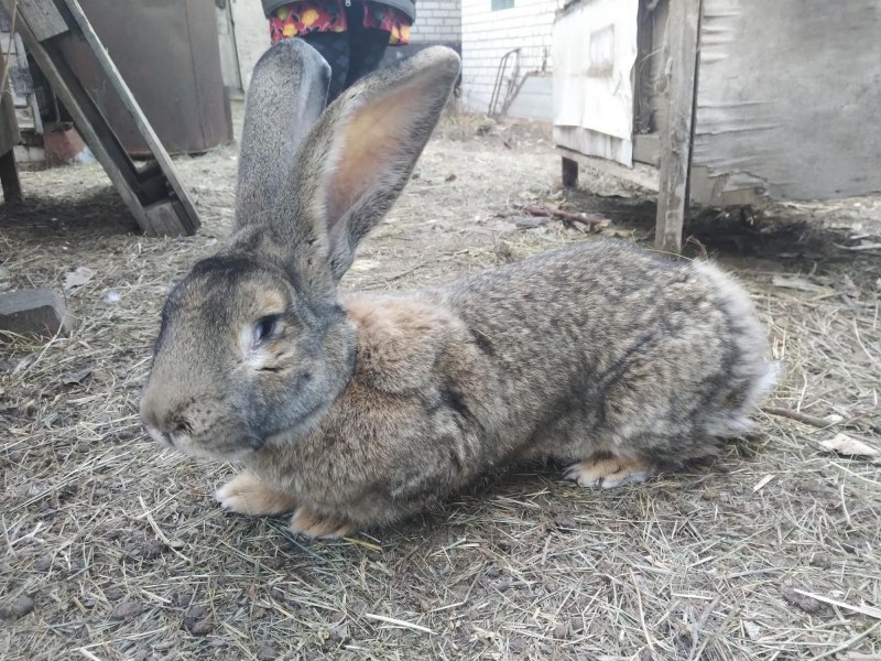 Бельгийский великан Фландр