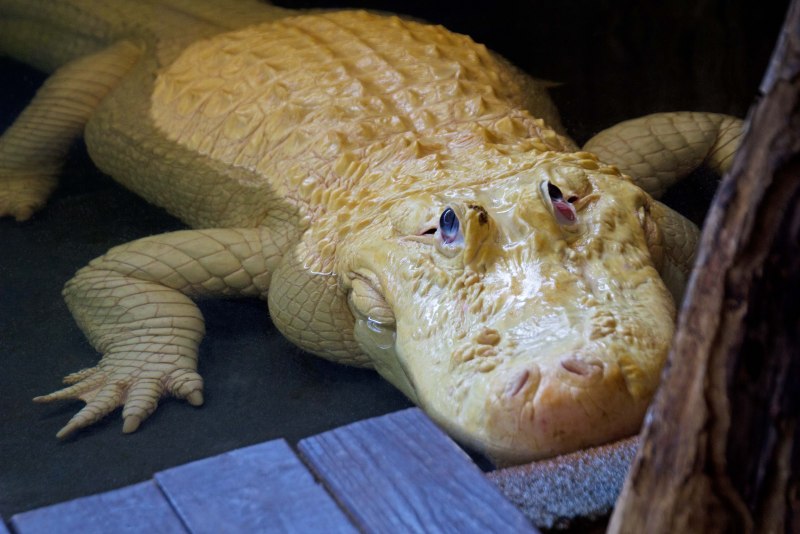 Альбино Аллигатор (Albino Alligator) 1996