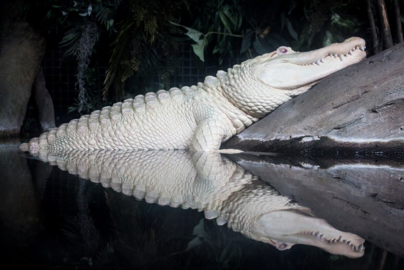 Альбино Аллигатор (Albino Alligator) 1996