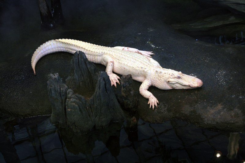 Альбино Аллигатор (Albino Alligator) 1996