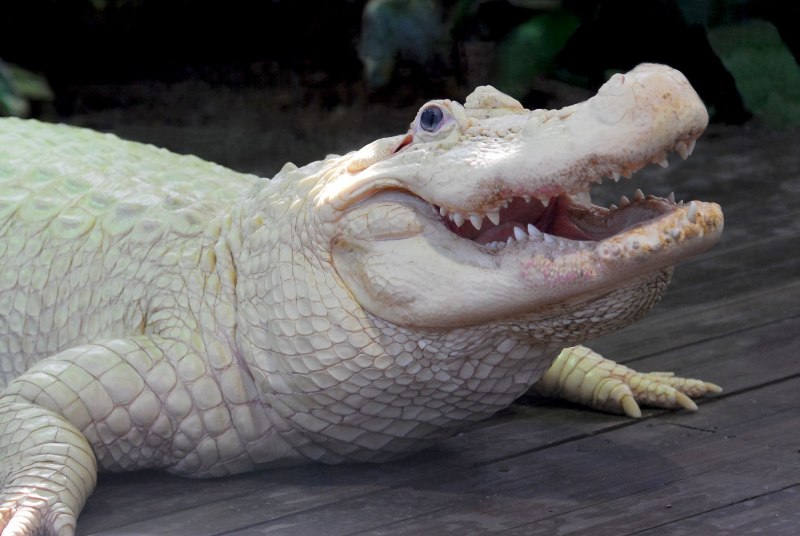 Альбино Аллигатор (Albino Alligator) 1996