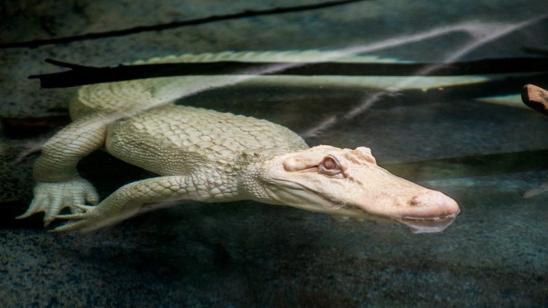 Альбино Аллигатор (Albino Alligator) 1996