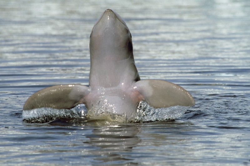 Orcaella heinsohni