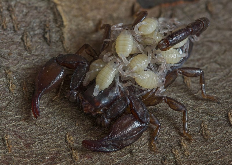 Euscorpius mingrelicus