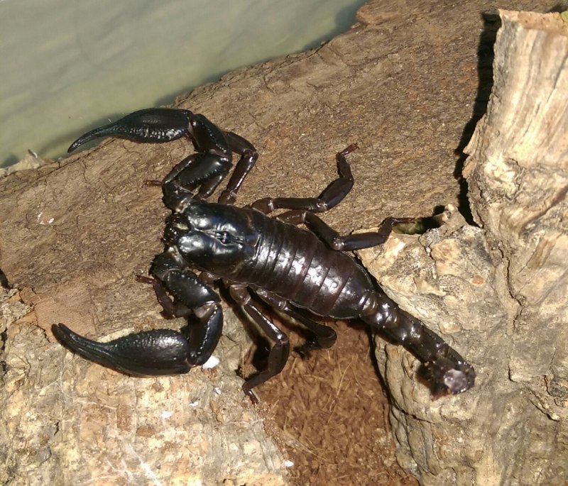 Mesobuthus caucasicus