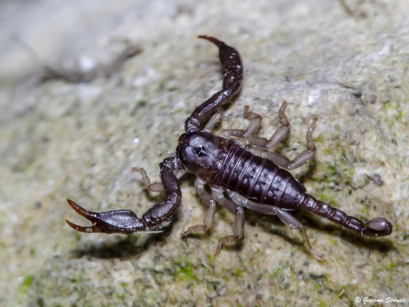 Итальянский Скорпион Euscorpius italicus