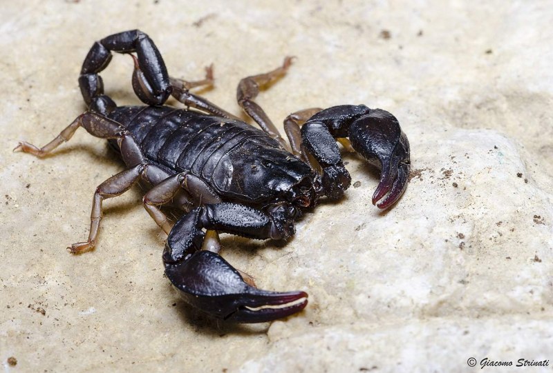 Итальянский Скорпион Euscorpius ital