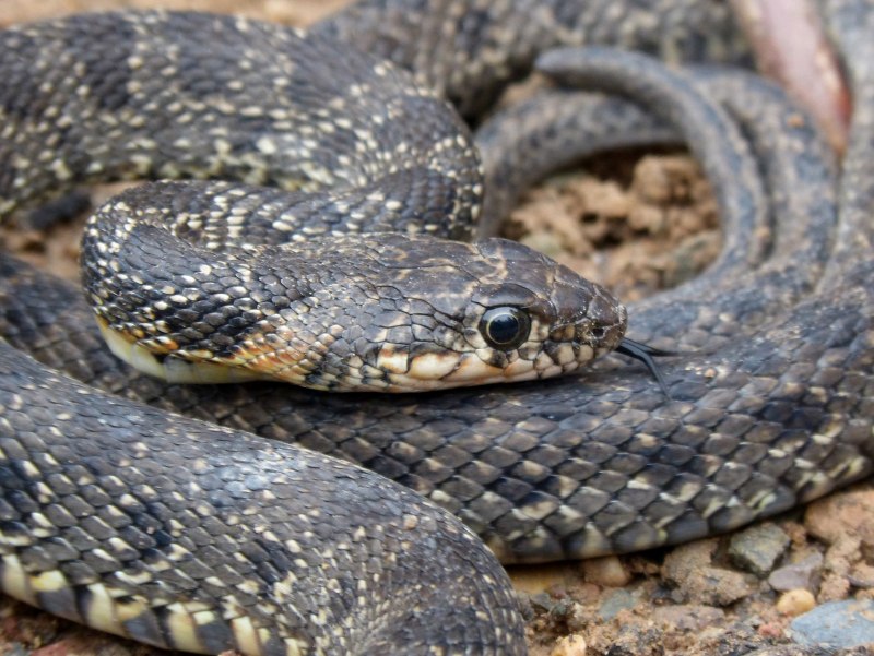 Водяной уж (Natrix tessellata)