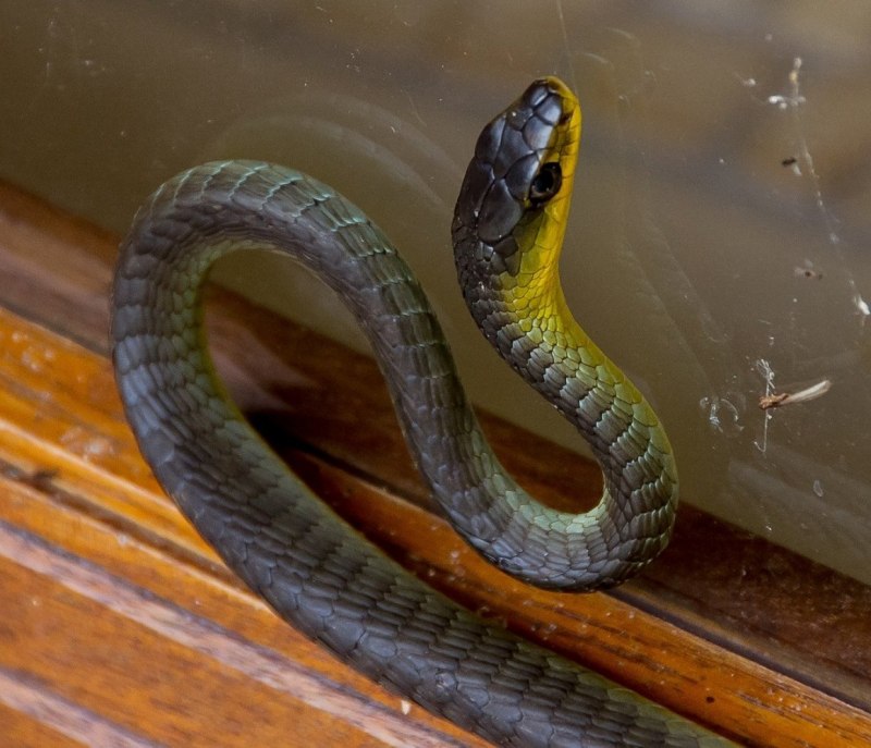 Водяной уж (Natrix tessellata)