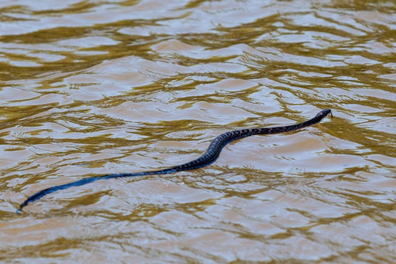 Водяной уж (Natrix tessellata)