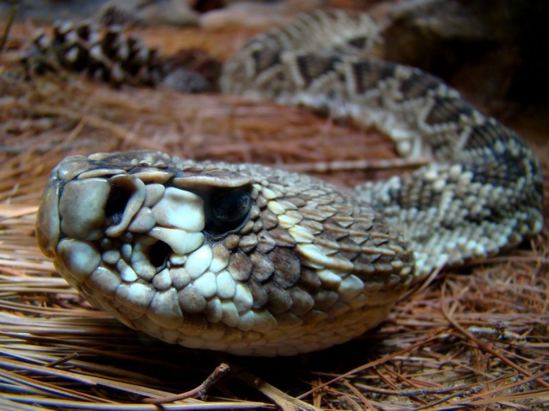 Водяной уж (Natrix tessellata)