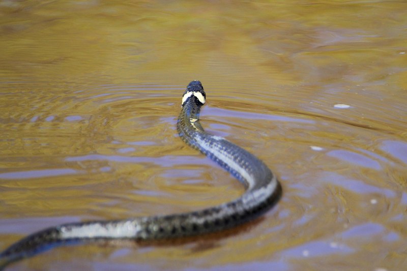 Водяной уж (Natrix tessellata)