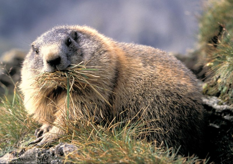 Marmot Biology