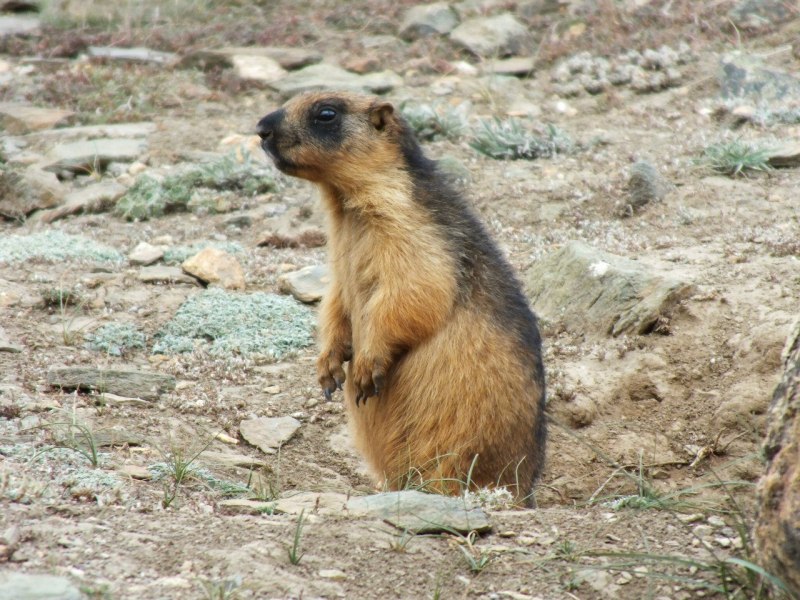 Alpine Marmot