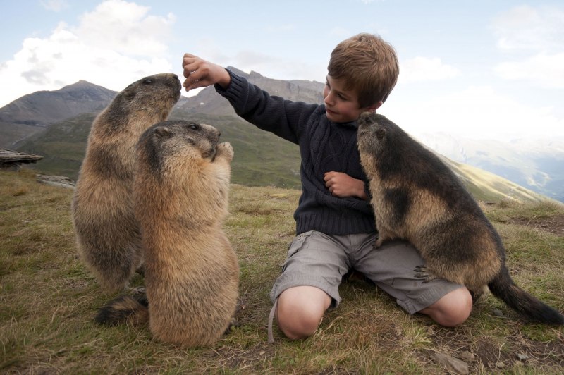 Монгольский сурок (Marmota sibirica)
