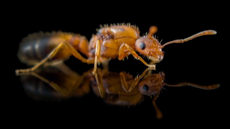 Monomorium pharaonis