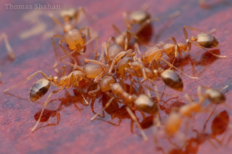 Фараонов — Monomorium pharaonis