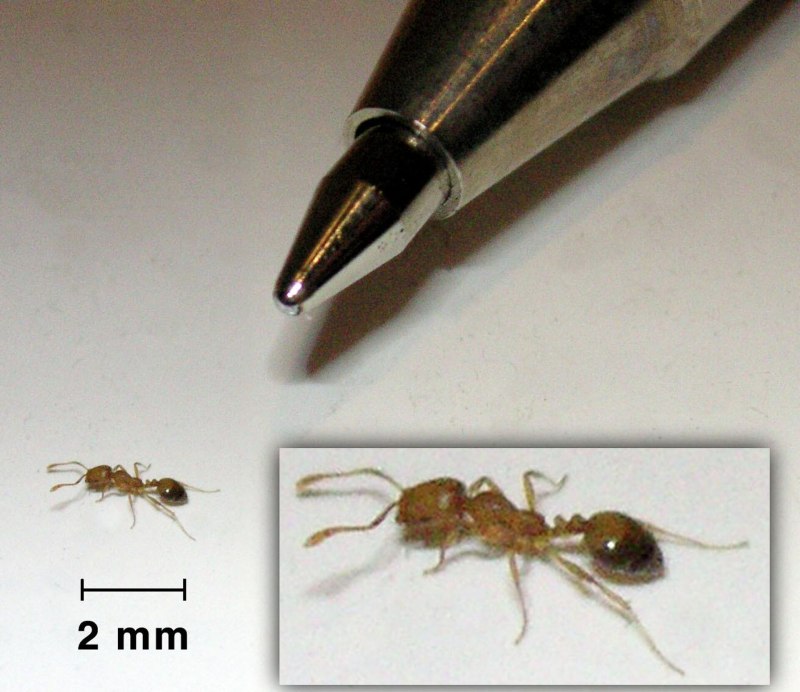 Temnothorax rugatulus