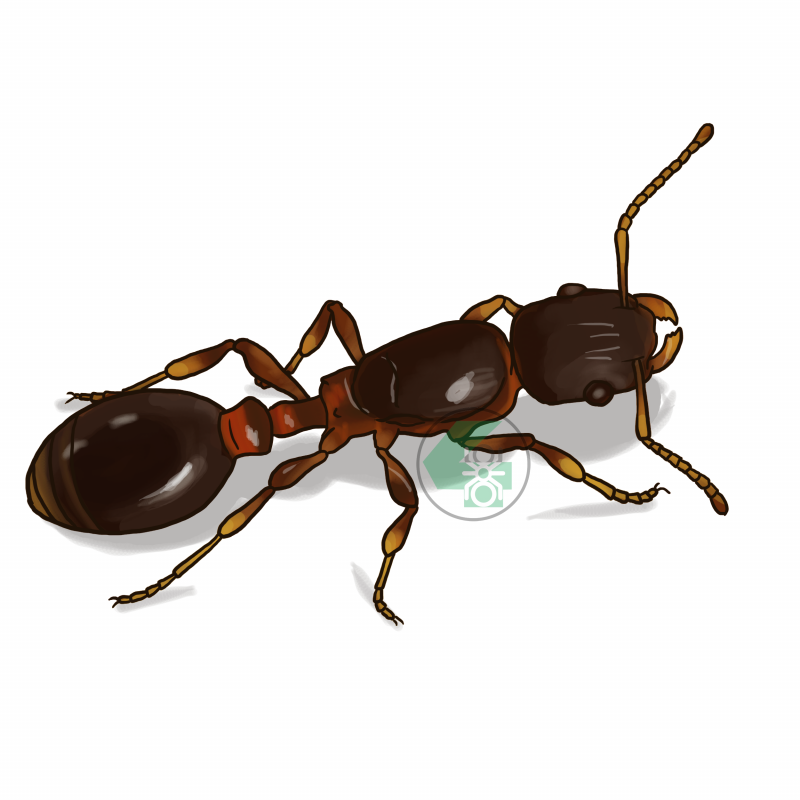 Oecophylla smaragdina