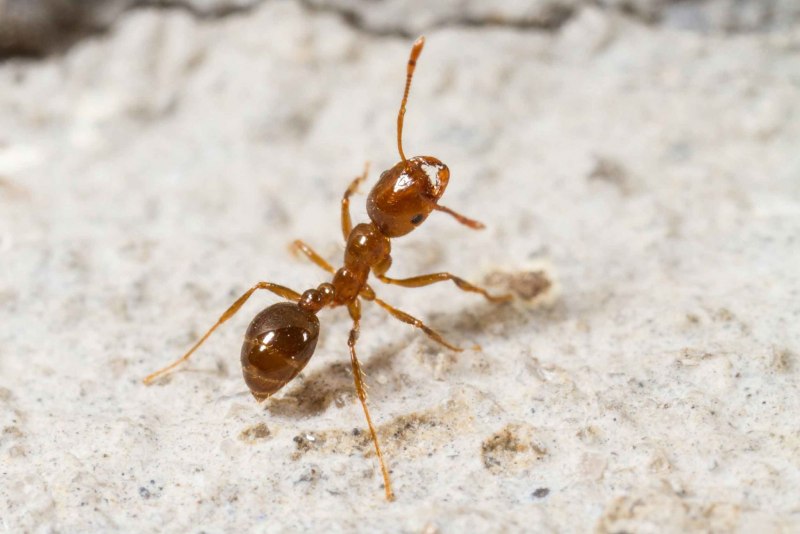 Муравьи Monomorium