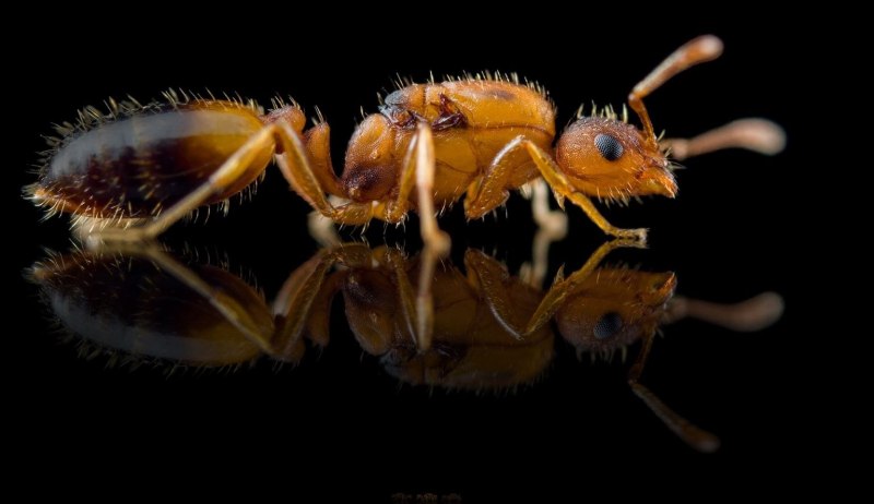 Monomorium barbatulum