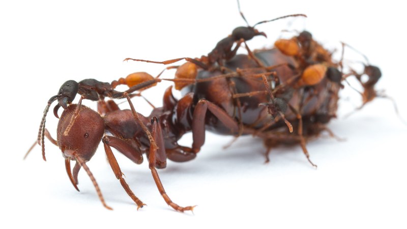 Nothomyrmecia macrops муравьи