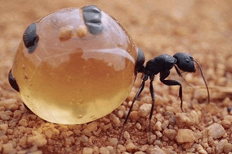 Leptothorax acervorum (подкорный муравей).