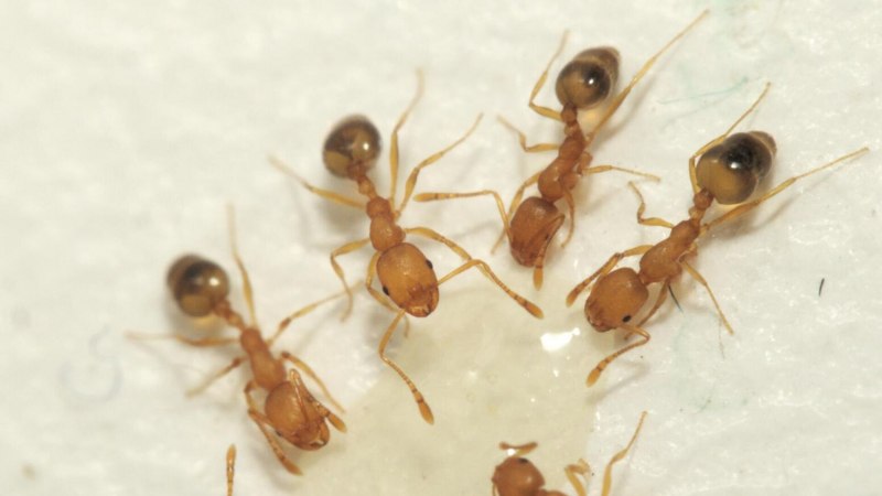 Ant House