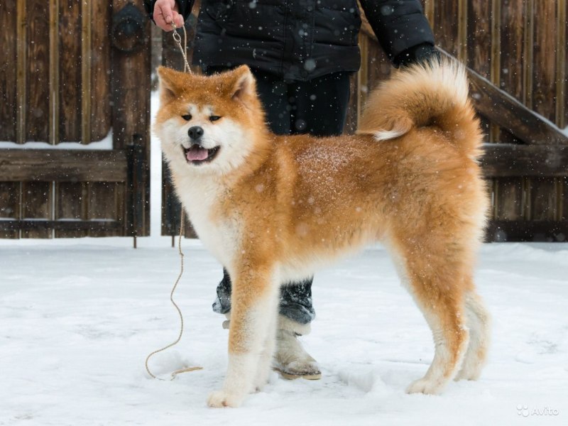 Акита ину длинник