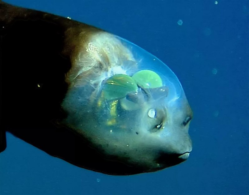 Прозрачная глубоководная рыба (64 фото)