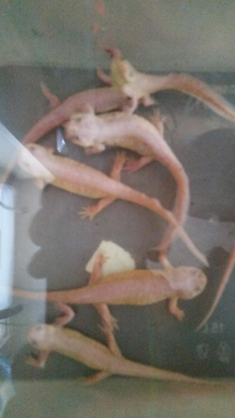 Саламандра аксолотль