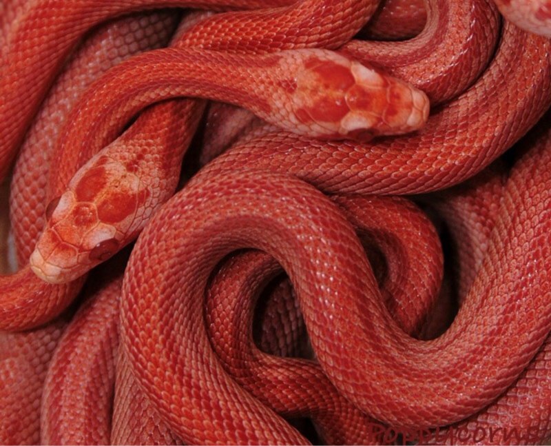 Маисовый полоз Lava
