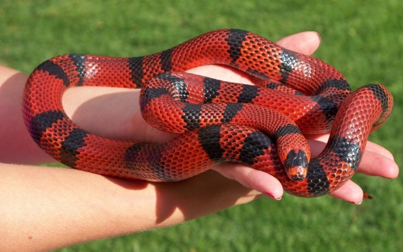 Королевская змея (Lampropeltis)