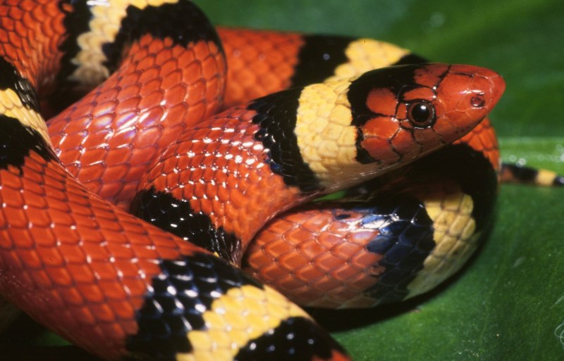 Lampropeltis Triangulum