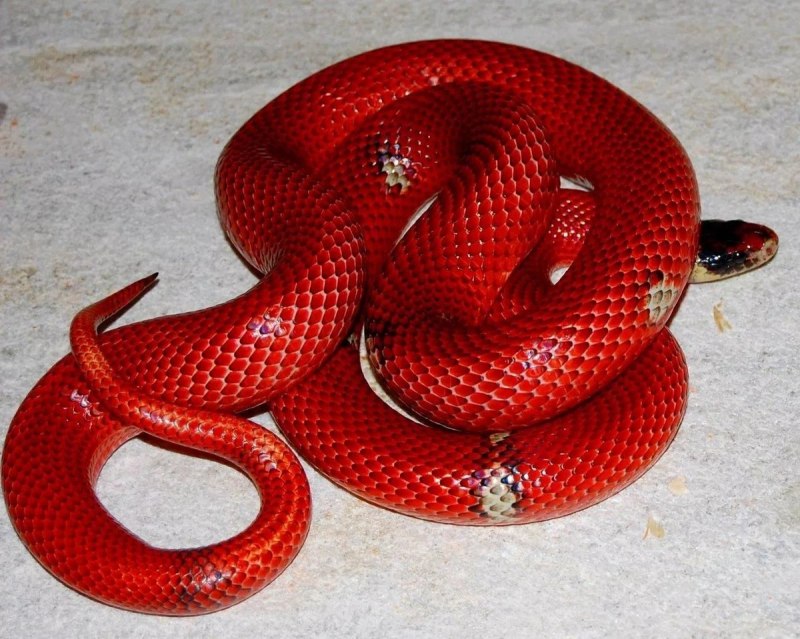 Красная змея (64 фото)