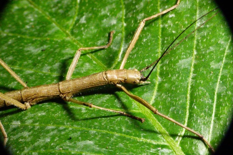 Палочник листовидка Phyllium siccifolium