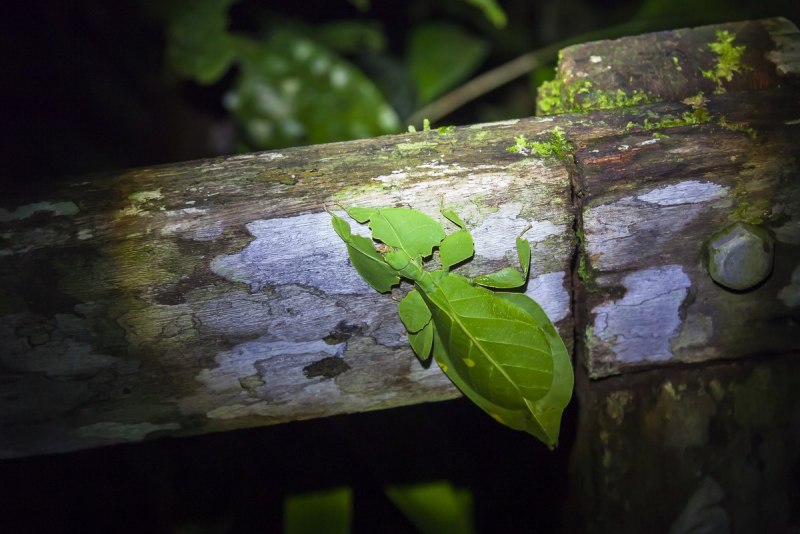 Phyllium pulchrifolium