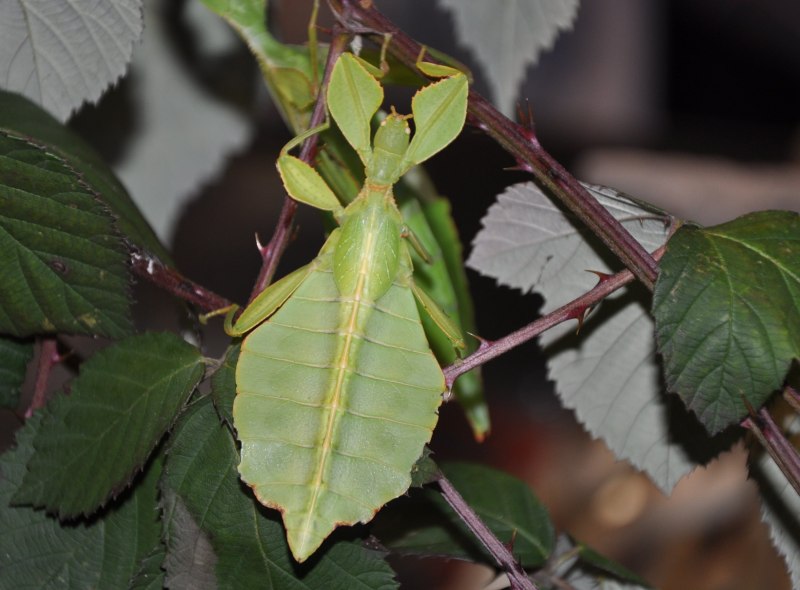 Палочник листовидка Phyllium siccifolium