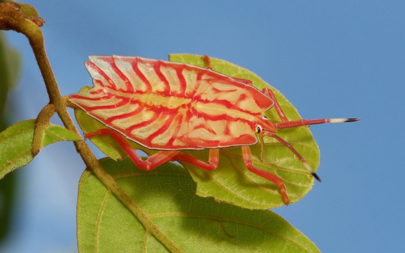 Палочник листовидка Phyllium siccifolium