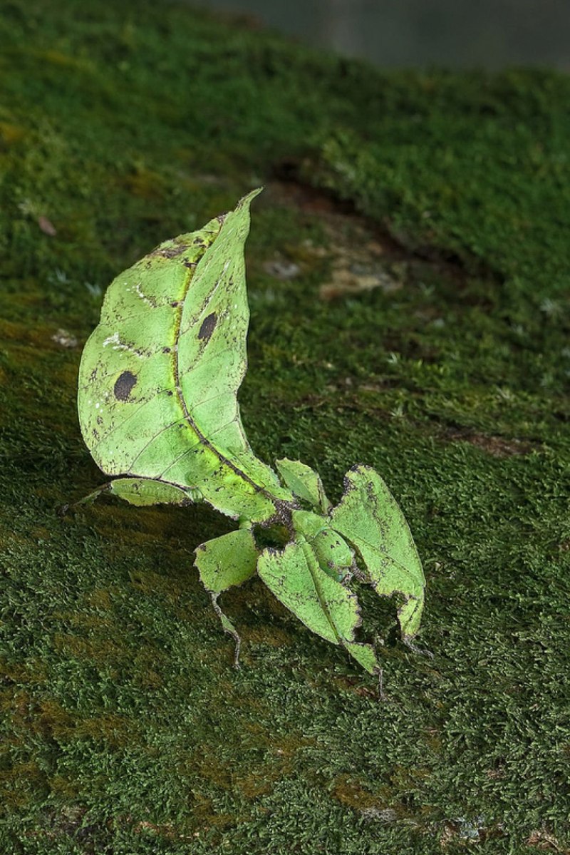 Богомол Phyllocrania paradoxa