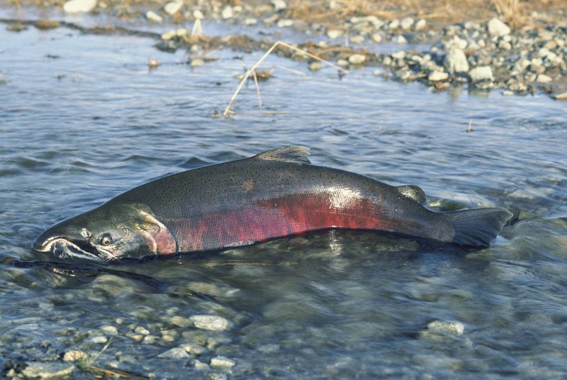 Чавыча Oncorhynchus tshawytscha
