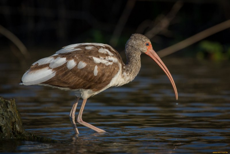 Каравайка (Plegadis falcinellus)