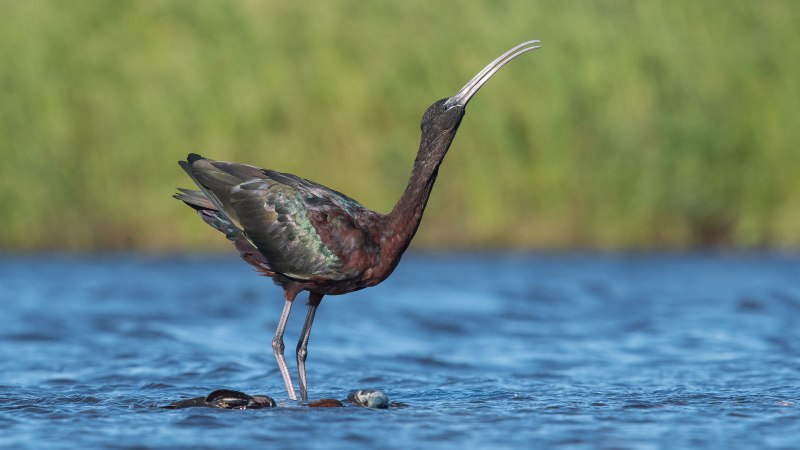 Каравайка Plegadis falcinellus (Linnaeus, 1766)