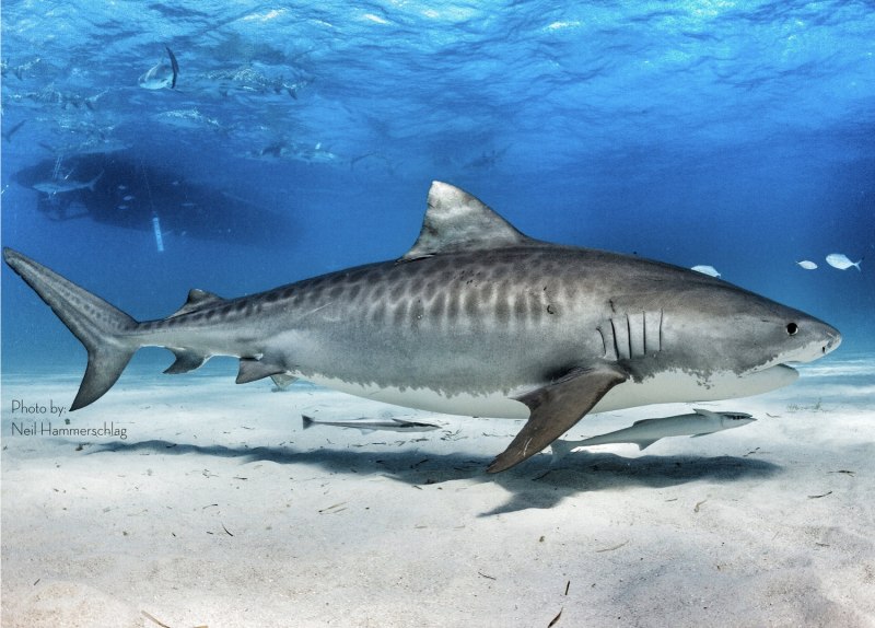 Тигровая акула Tiger Shark Maldives