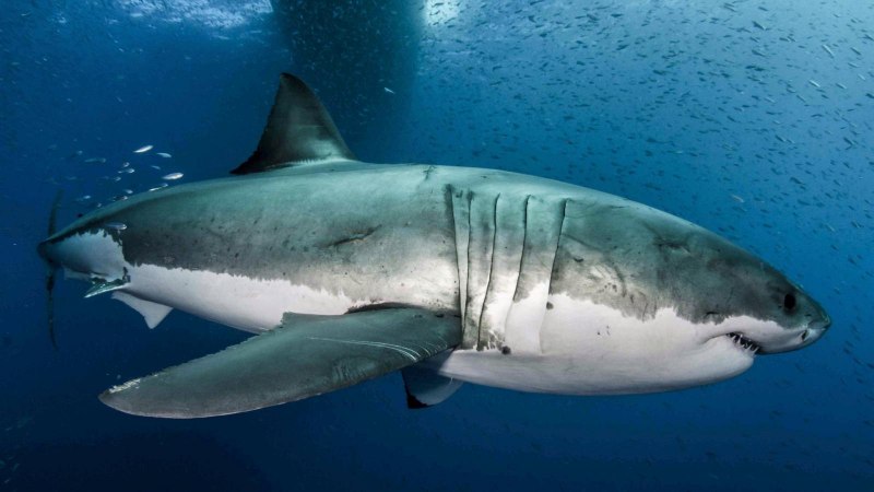 Carcharodon carcharias